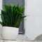 Cast Iron Plant